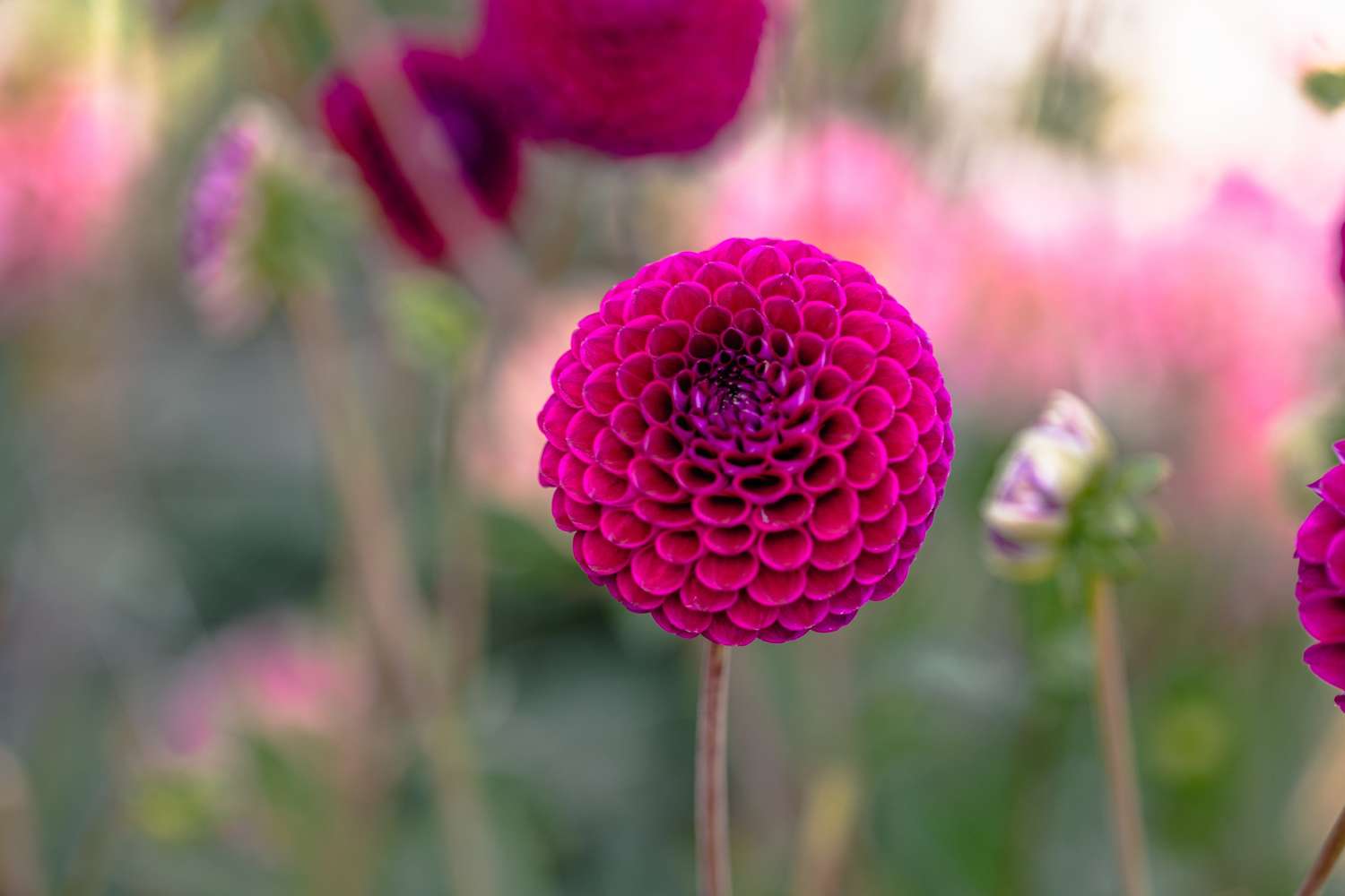 Dahlie 'Downham Royal'